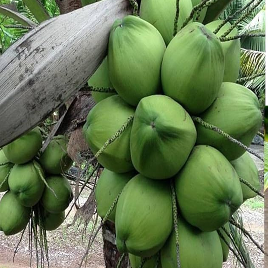 PESTS, DISEASES & THEIR CONTROL